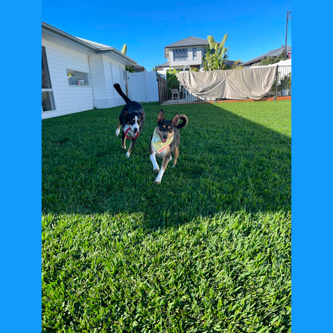 Photo of Zena   1.5 Year Old Fox Terrier X