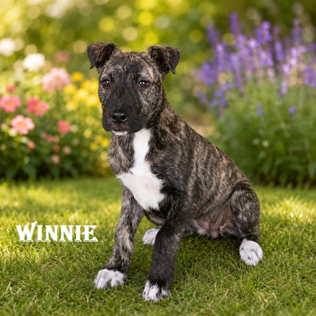Photo of Winnie