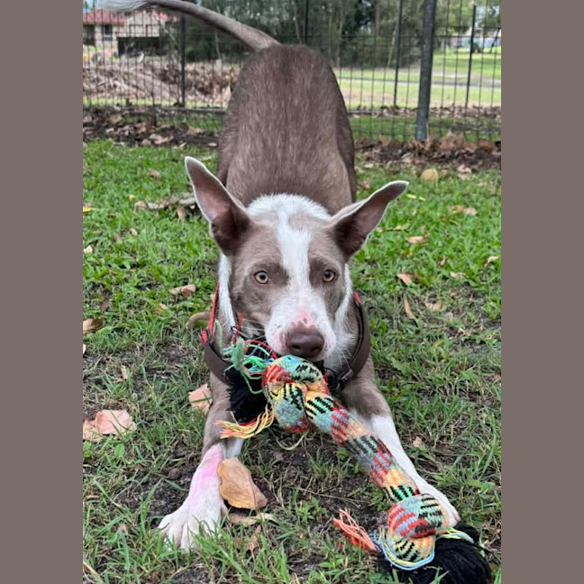 Photo of Pearl