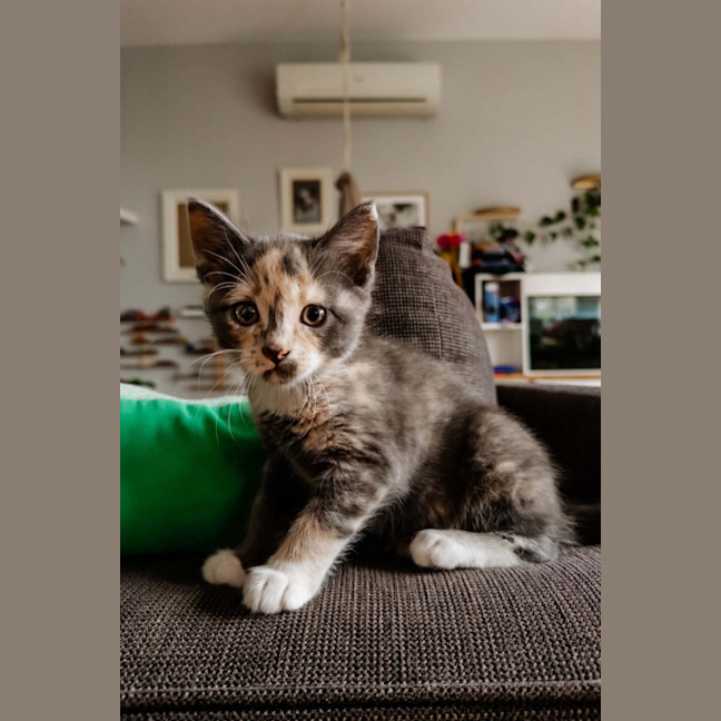 Photo of Smoochie