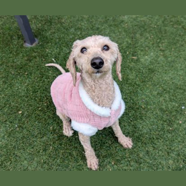 Photo of Honey