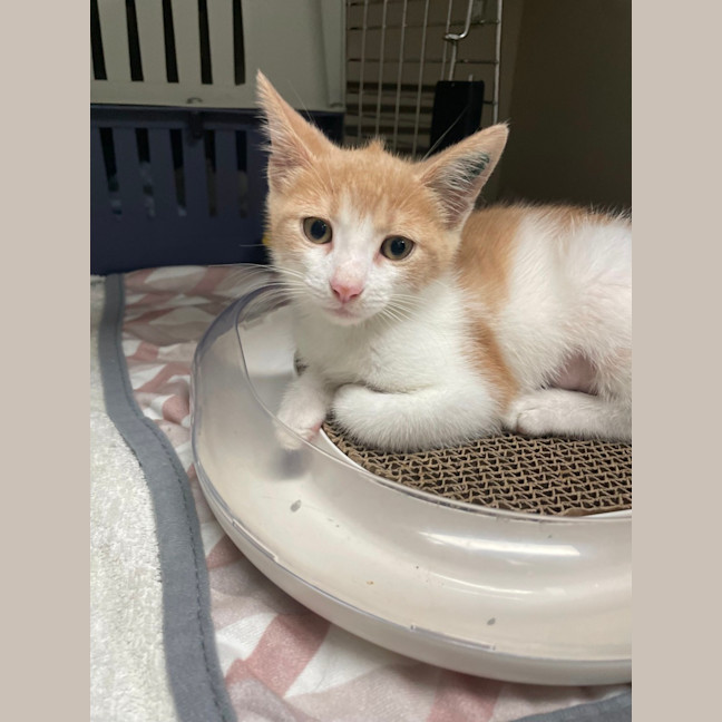 Photo of Sunstone *Meet Me At Petstock Engadine*