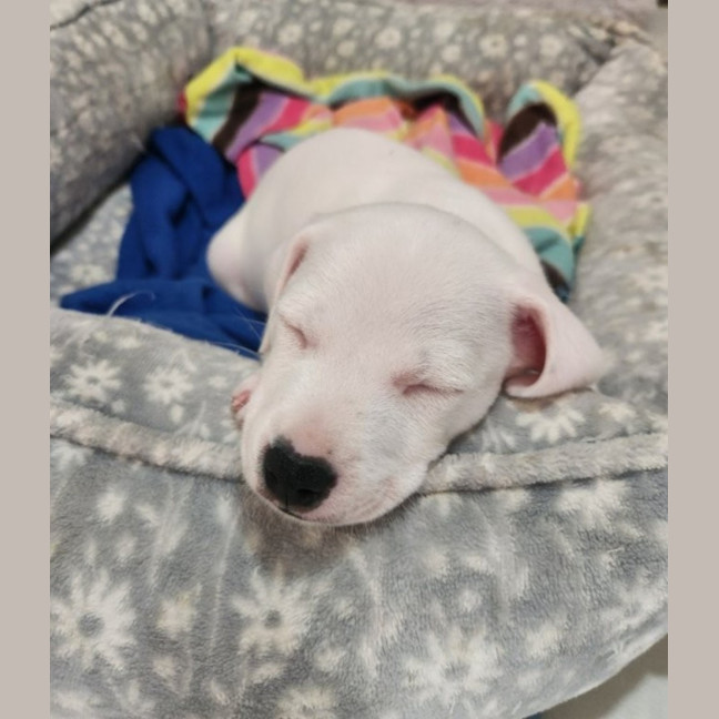Photo of Lumi   9 Week Old Jack Russell X