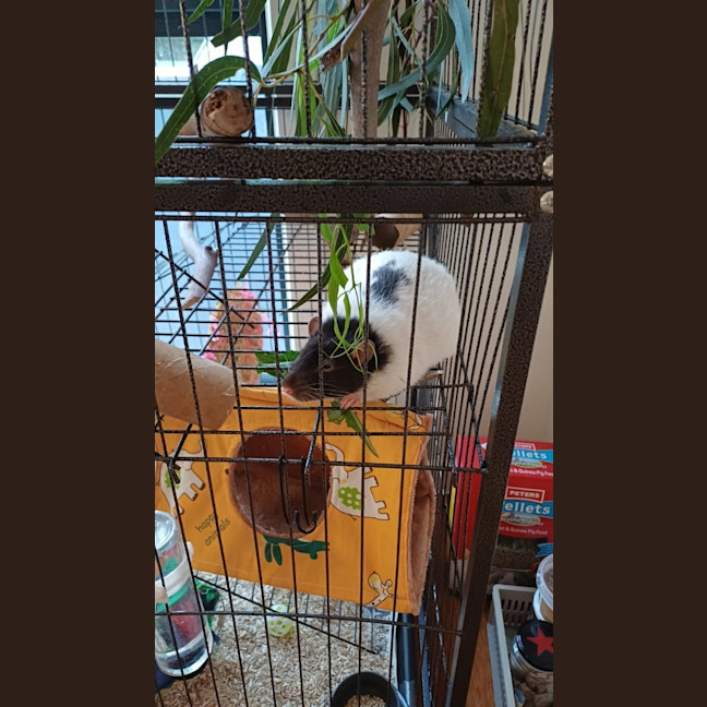 Photo of Peanut / Rhino