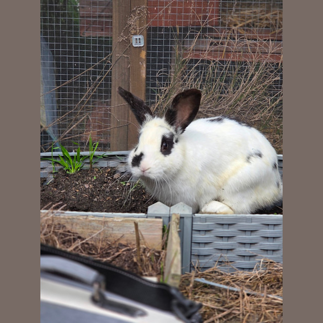 Photo of Henry