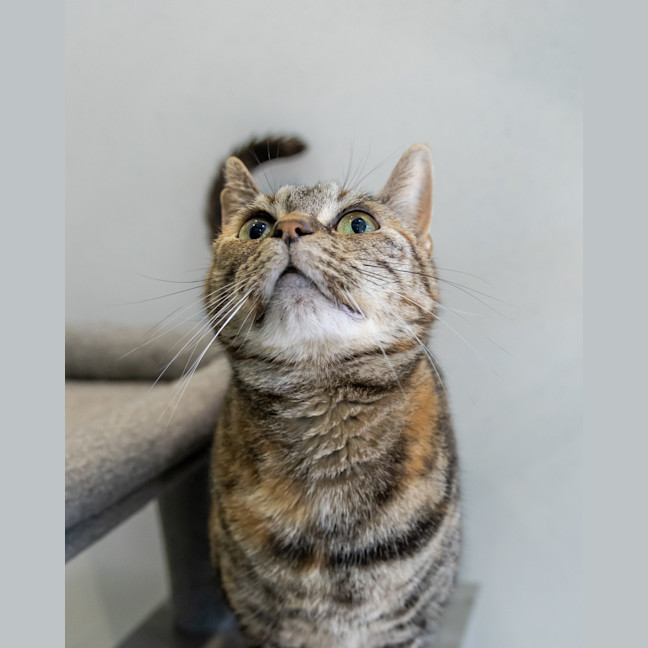 Photo of Wedge