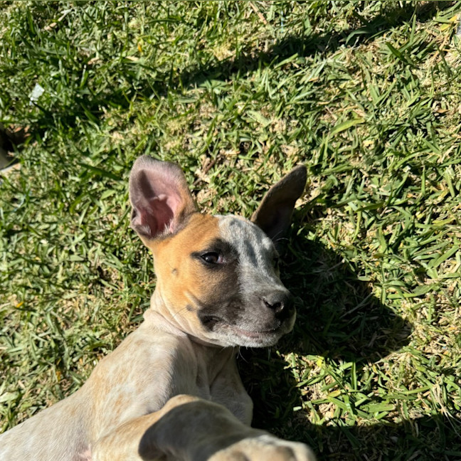 Photo of Coco   13 Week Old Cattle Dog X(trial)
