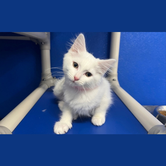 Photo of Cookie