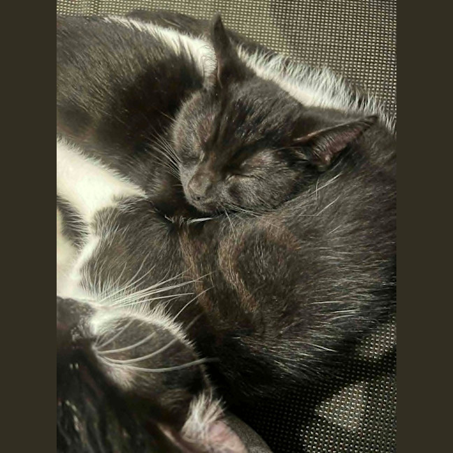 Photo of Luna