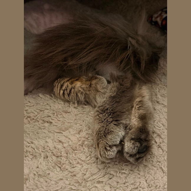 Photo of Oak 