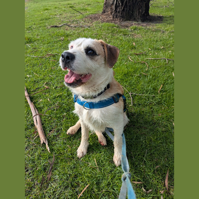 Photo of Scruffy