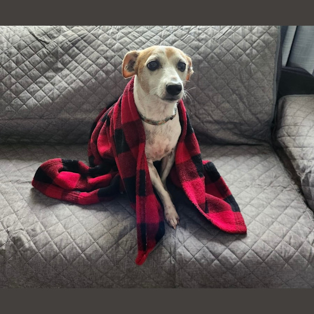 Photo of Billy   10 Year Old Jack Russell X