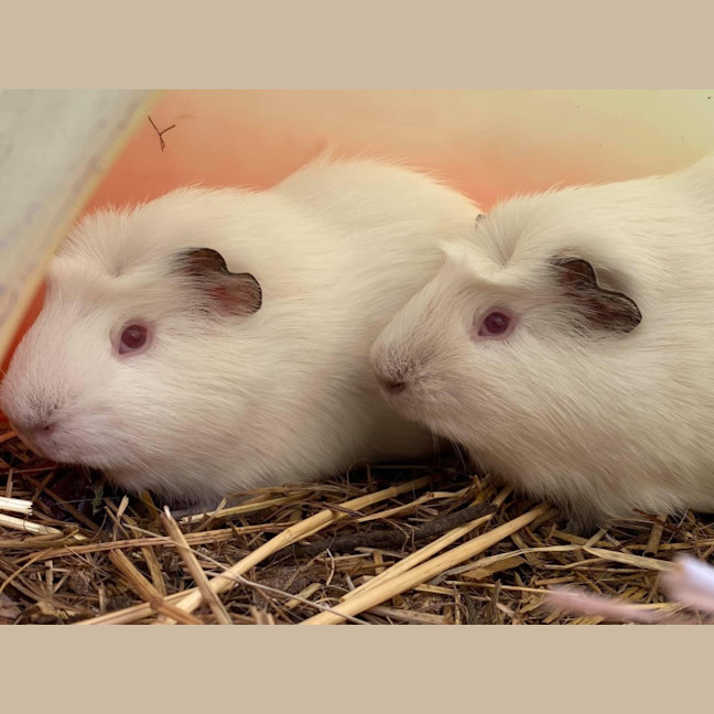 Photo of Bailey, Landon And Wooly 