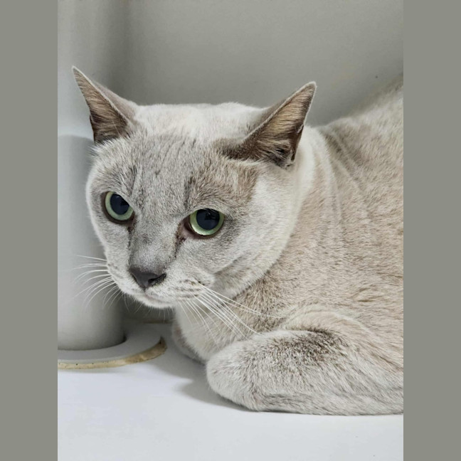 Photo of 🍮 Brulee 6298 🍮