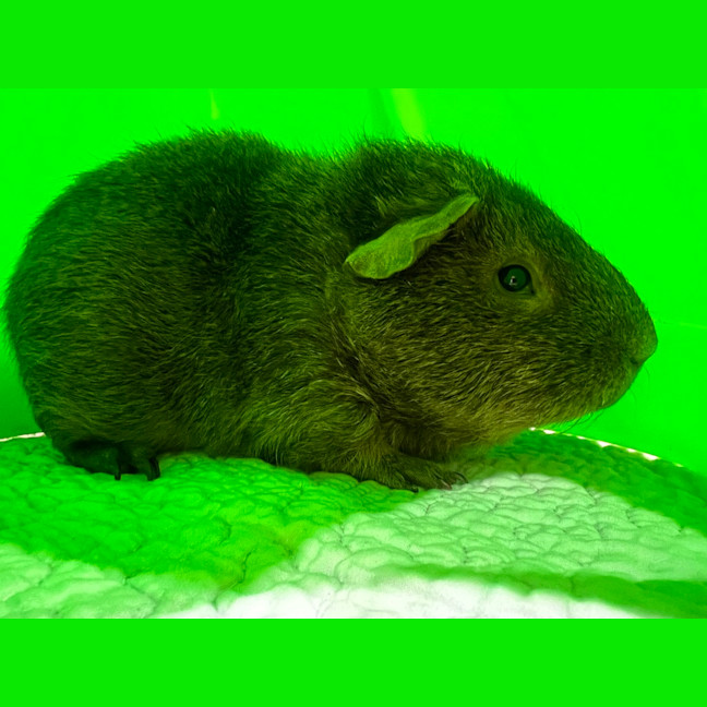 Photo of Biscuit