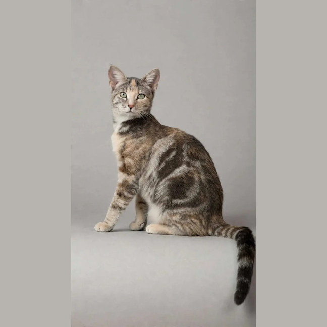 Photo of Peanut