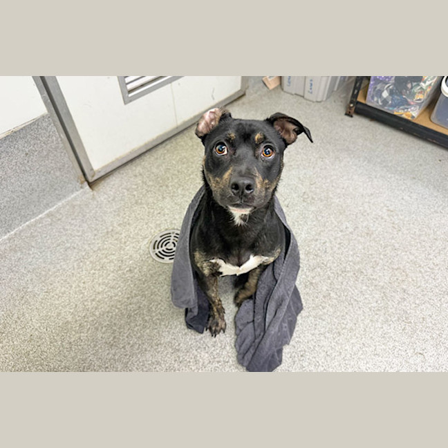 Photo of Kokomo