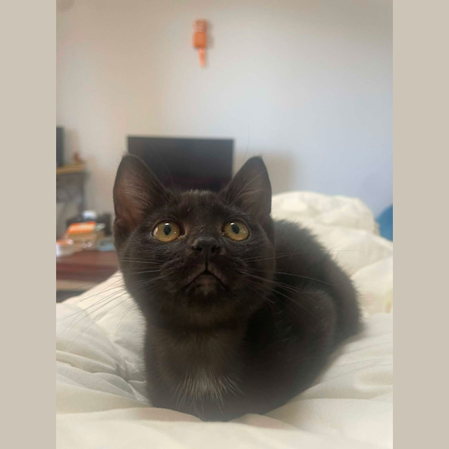 Photo of Secret Agent Friday