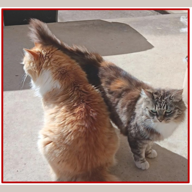 Photo of Kashka & Pepe