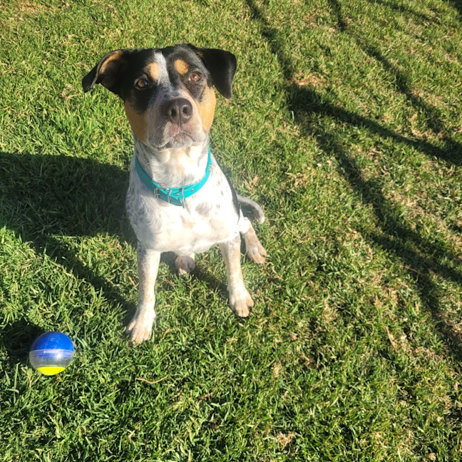 Photo of Dottie 