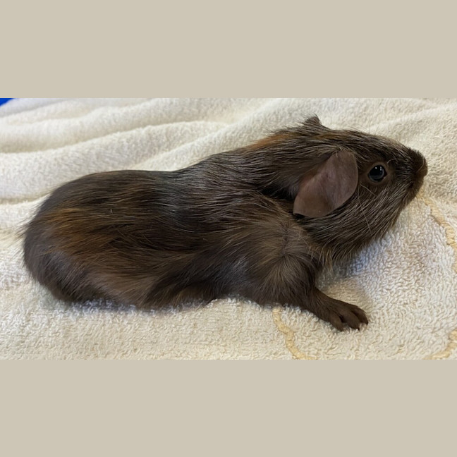 Photo of Tinkerbell