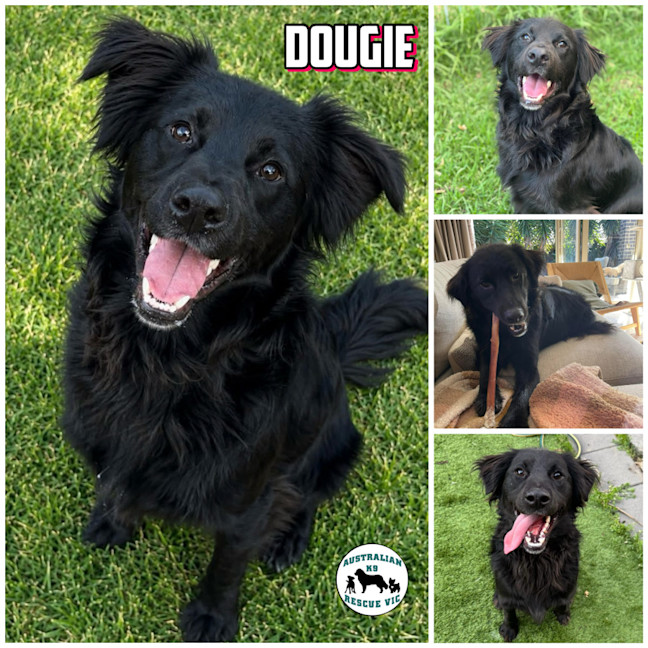Photo of Dougie