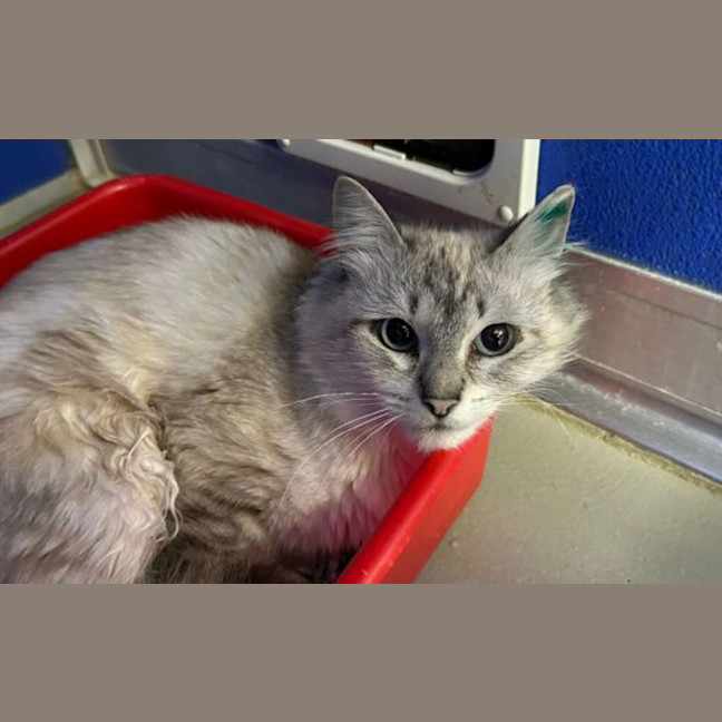 Photo of Elsie