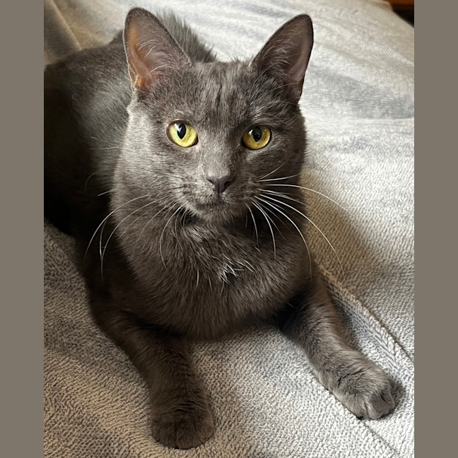 Photo of Piper (Bonded With Ted)