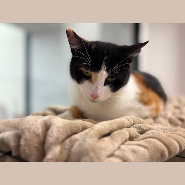 Photo of Sasha Torti 