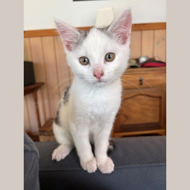Photo of Squeak