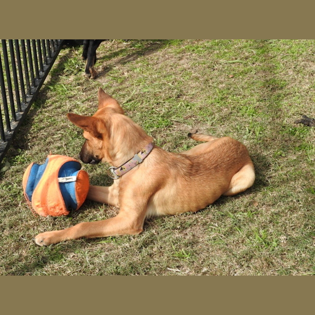 Photo of Nala