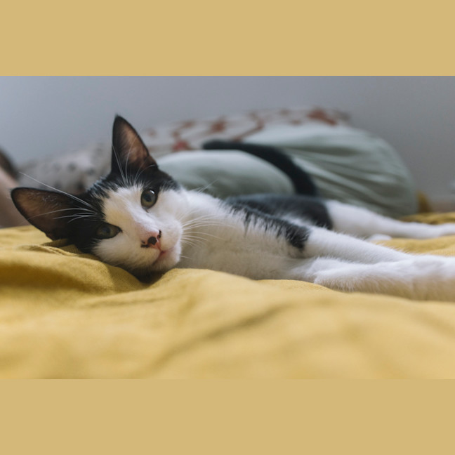 Photo of Domino And Ludo 