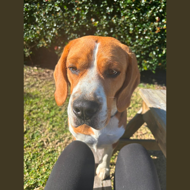 Photo of Baxter   20 Month Old Beagle