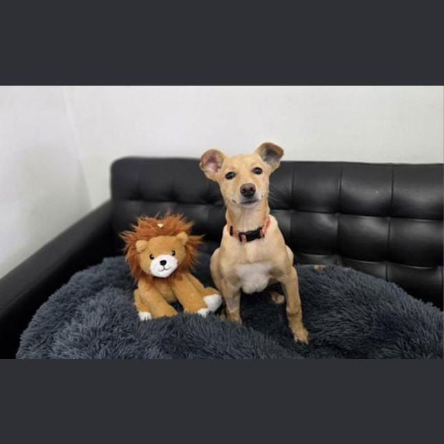 Photo of Comet 