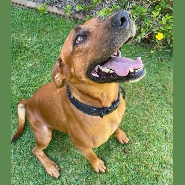 Photo of Bear   5 Year Old Ridgeback