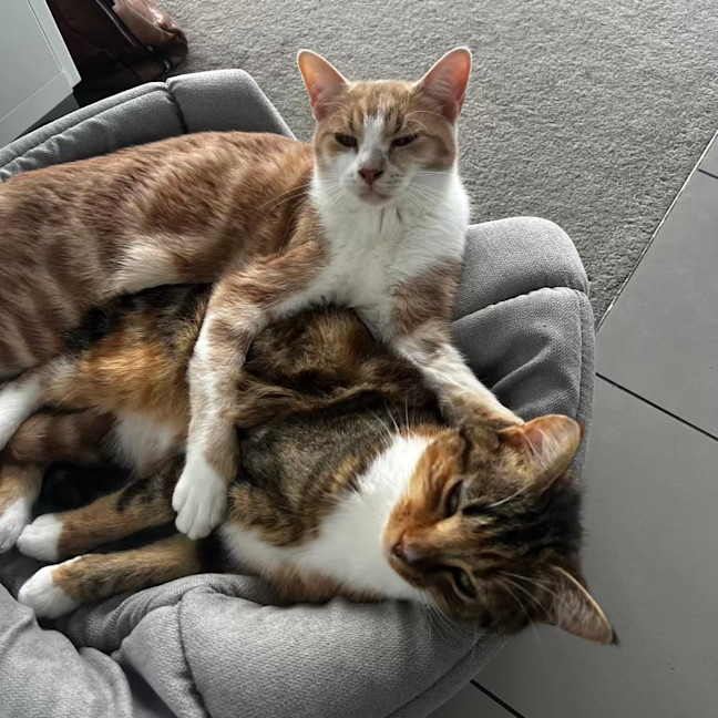 Photo of Nala & Bowie