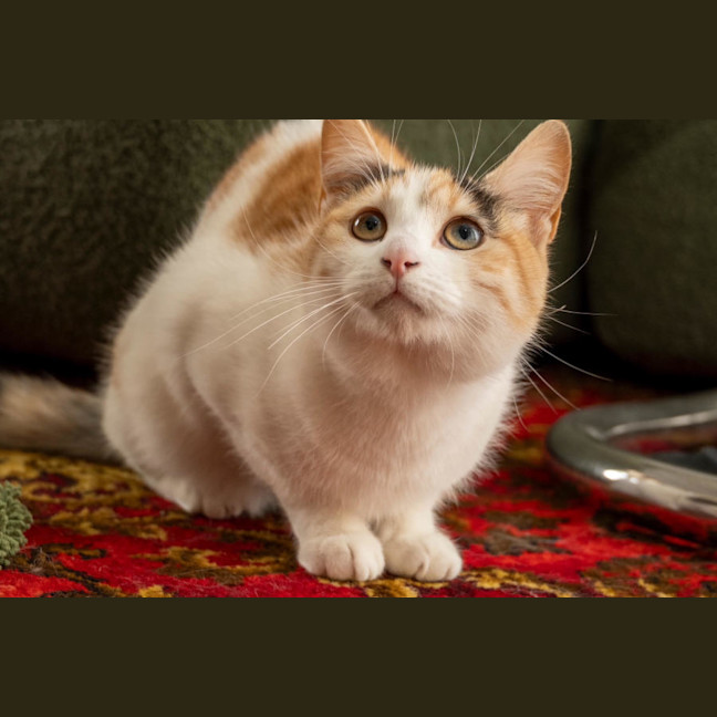 Photo of Ginger Bit