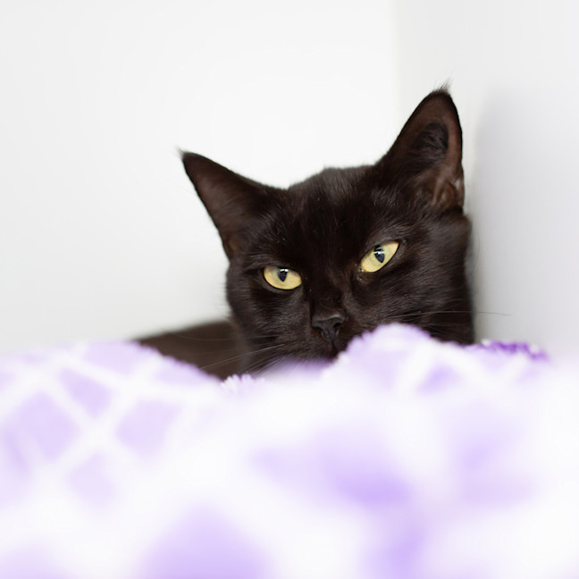 Photo of Elvira