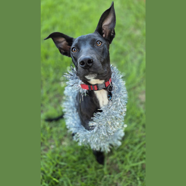 Photo of Cosmo 