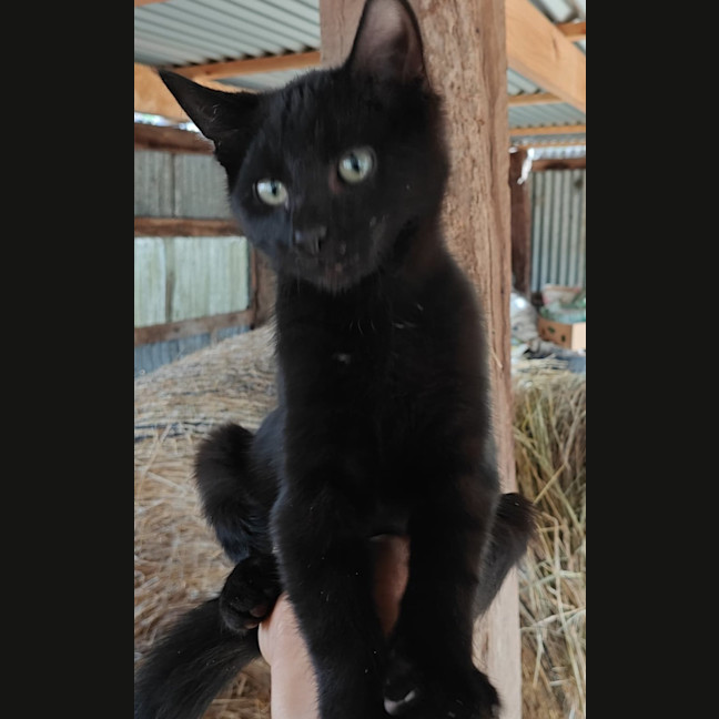 Photo of Milo