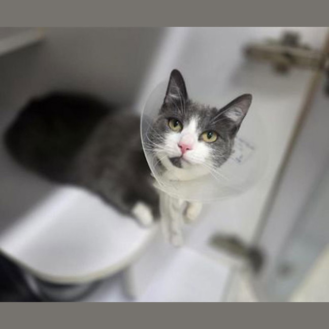 Photo of Slinky