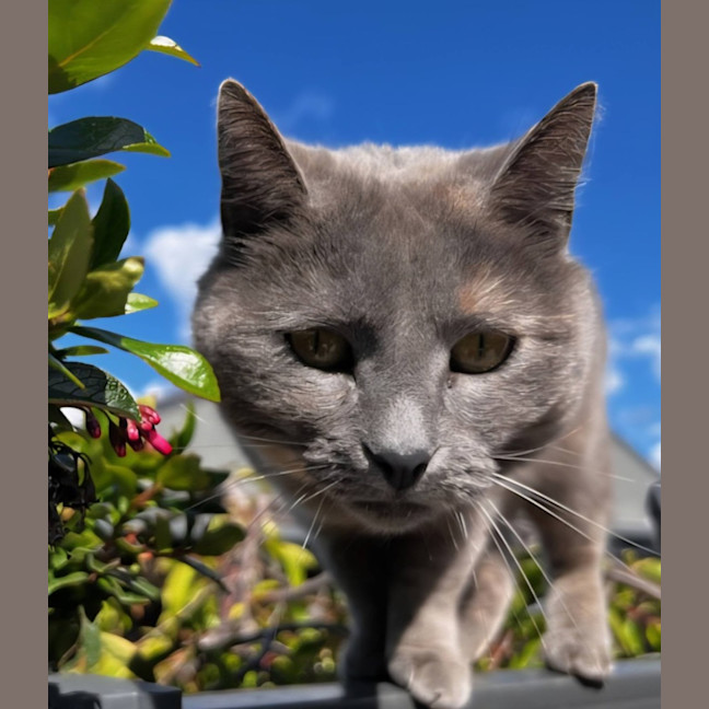 Photo of Mishka