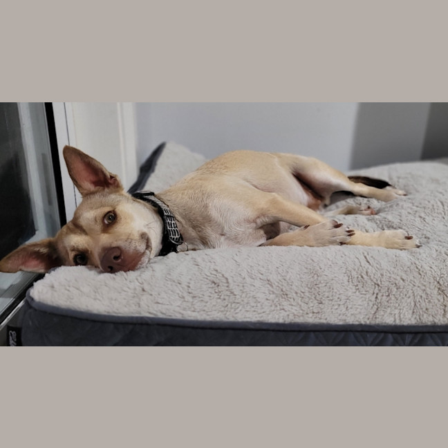 Photo of Mack   2 Year Old Chihuahua X Staffy