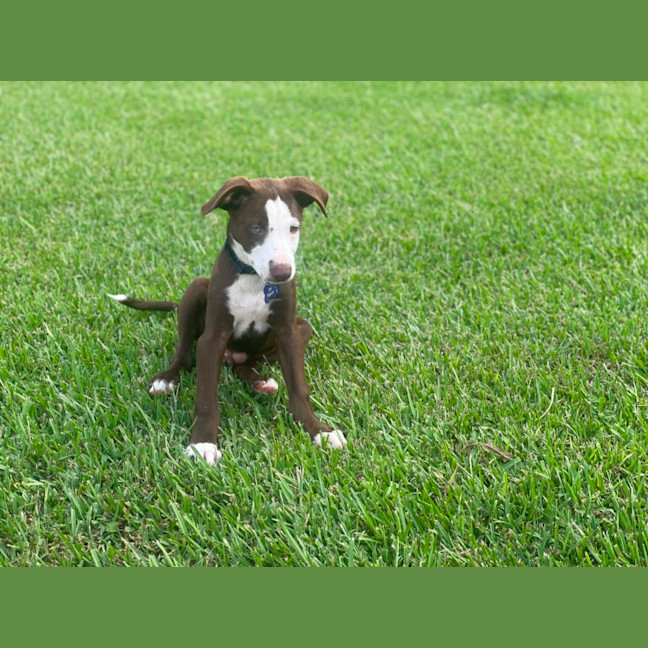 Photo of Bowie