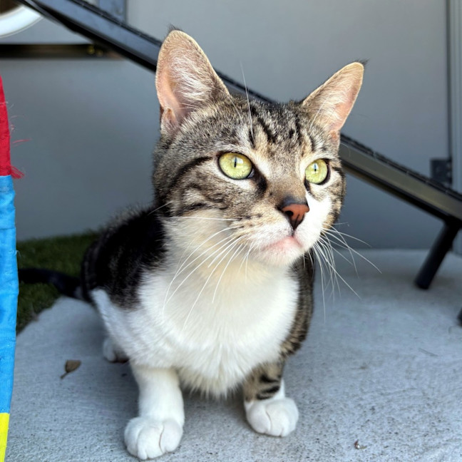 Photo of Bear Sua013228