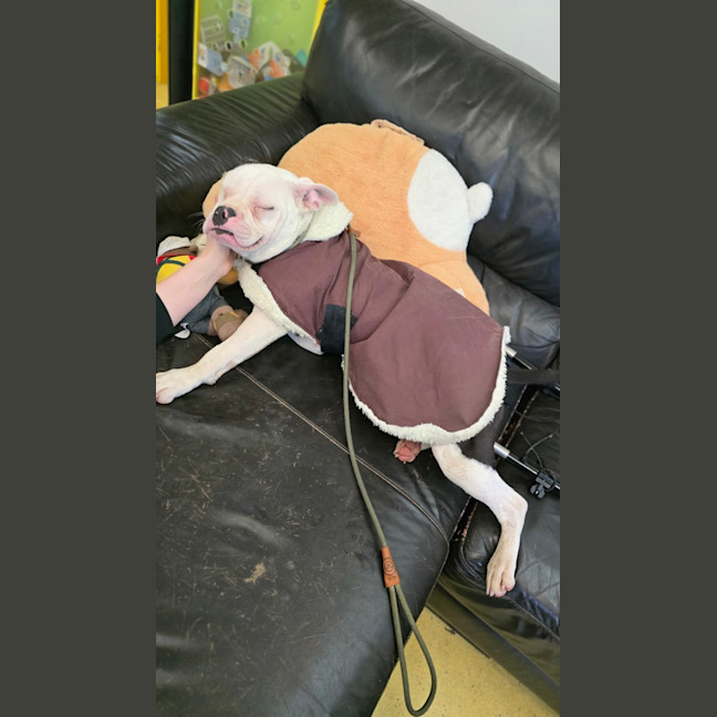 Photo of Kimbo