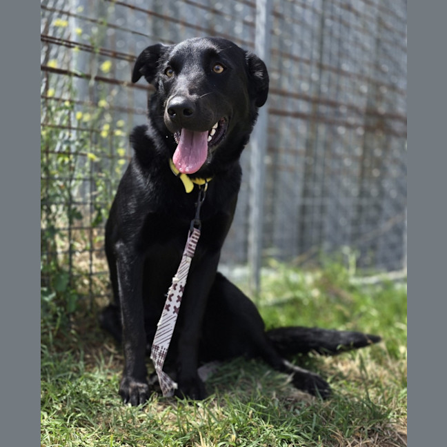 Photo of Penny (64873)