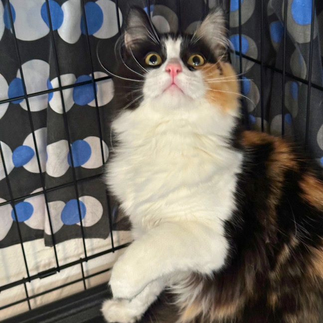 Photo of Roxy
