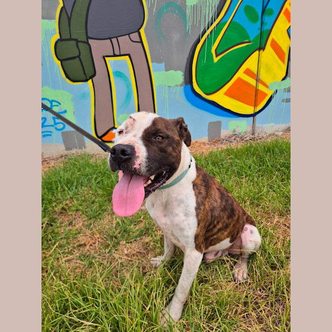 Photo of Loki (67932)