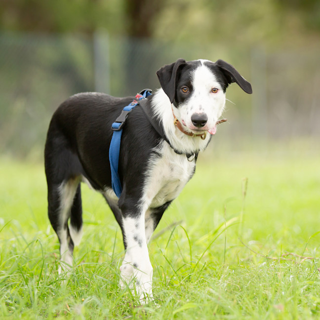 Photo of Presto